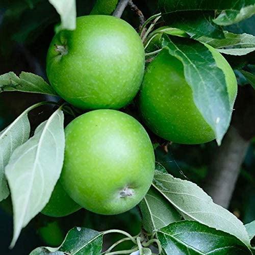 Tree CAN Green Apple 4-30g